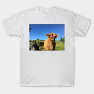 Scottish Highland Cattle Calf 1493 T-Shirt